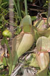 Purple pitcherplant